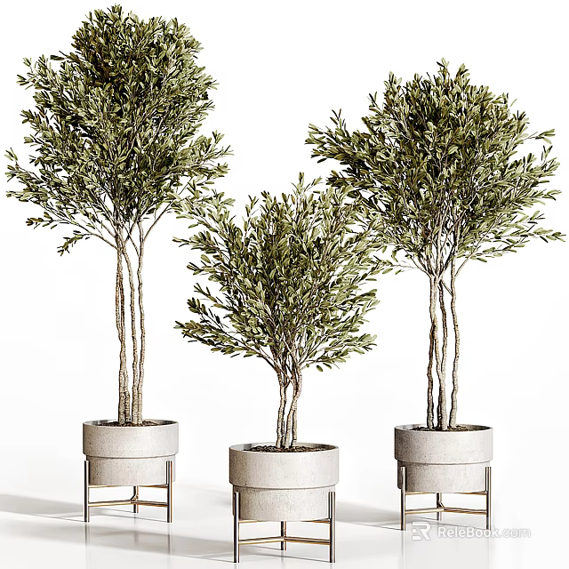 Three Olive Trees Potted In White Planters For Modern Home Decor 3d model 