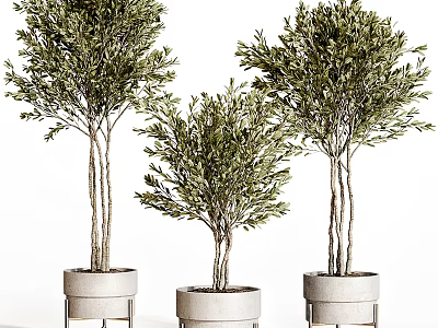 Three Olive Trees Potted In White Planters For Modern Home Decor 3d model