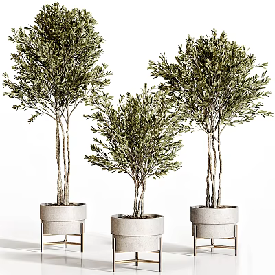 Three Olive Trees Potted In White Planters For Modern Home Decor 3d model