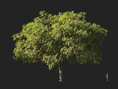 Lush Green Arbor With Dense Foliage And Human Figure For Scale Reference 3d model