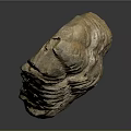 Prehistoric Trilobite Fossil With Segmented Exoskeleton And Natural Surface Texture