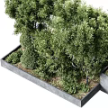 Lush Bonsai Potted Plants With Diverse Green Foliage In Concrete Planters For Garden Design
