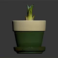 Small Green Plant with Thick Leaves in Green and White Ceramic Pot with Tray