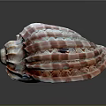 Conch Animal Shell With Pink White Stripes Shiny Surface And Intricate Patterns 3d model