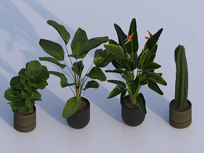 Indoor Potted Plants With Lush Foliage Large Leaves Flowering Plant And Cactus In Dark Pots 3d model