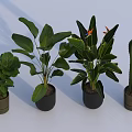 Indoor Potted Plants With Lush Foliage Large Leaves Flowering Plant And Cactus In Dark Pots