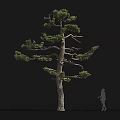 Tall Pine Tree With Spreading Branches Slender Trunk And Human Silhouette For Scale 3d model
