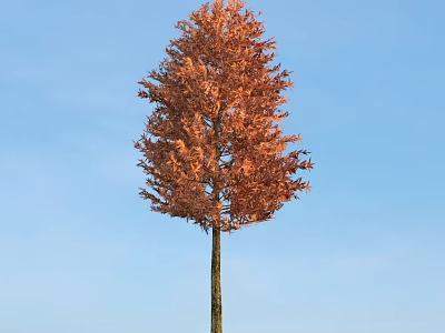 Tall Deciduous Tree with Orange Red Leaves Standing Against Clear Blue Sky 3d model