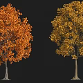 Plant Combination Of Autumn Trees With Orange And Yellow Leaves And White Silhouette