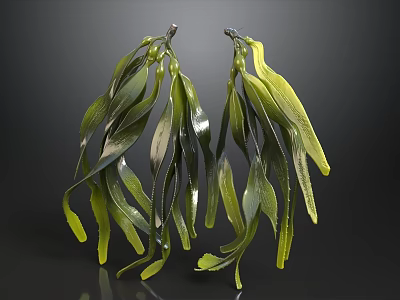 Realistic Green Seaweed With Long Shiny Leaves On Dark Background 3d model