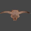Detailed Bovine Skull With Natural Bone Texture And Horns Close Up View