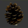Natural Brown Pine Cone With Detailed Texture For Home Decor Accessory 3d model