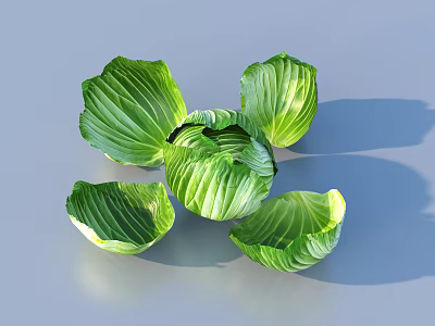 Fresh Green Cabbage Leaves Including Whole Head And Loose Separated Pieces 3d model
