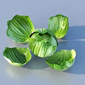 Fresh Green Cabbage Leaves Including Whole Head And Loose Separated Pieces
