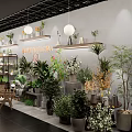 Flora Florist Shop With Various Green Plants And Decorative Plant Displays