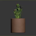 Green Potted Plant with Pink Flowers in Terracotta Pot on Dark Background