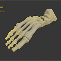 3D Rendered Human Hand Skeleton Model on Dark Background with Anatomical Details