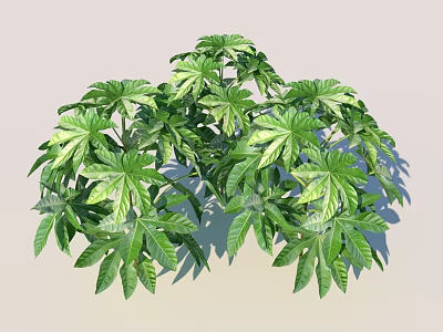 Lush Green Shrub with Vibrant Palm like Foliage in Garden Setting 3d model