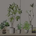 Bonsai Potted Plants Featuring Monstera Palm Like Small Leafy Greenery In White Black Pots