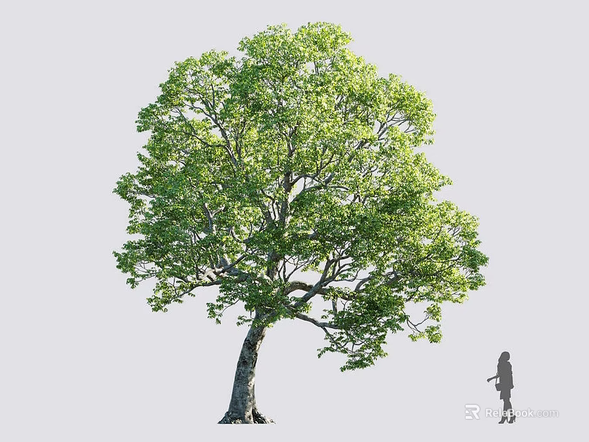 Lush Green Arbor with Expansive Canopy and Person for Size Reference 3d model 