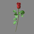 Beautiful Red Rose With Green Stem And Leaves On Gray Background