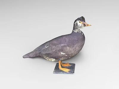 Reptile Taxidermy Specimen With Dark Purple Scales White Spots And Orange Feet On Square Base 3d model