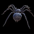 Realistic Black Spider with Red Eyes and Long Legs on Black Background