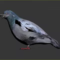Flying Pigeon With Colorful Feathers Blue Head And Red Feet Against Dark Background