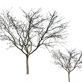 Two Large And Small Leafless Trees With Bare Branches On White Background 3d model