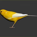 Small Yellow Bird with White Wings Green Eye Mark Orange Beak Claws on Gray Background