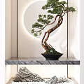 Bonsai Tree with Curved Trunk in Black Pot on Marble Shelf and Round Illuminated Background