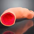 Medical Device 3D Anatomical Model of Human Organ with Tubular Structure and Red Internal Texture