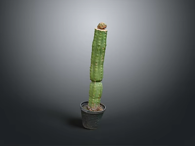 Tall Columnar Green Potted Cactus Plant In Dark Pot On Plain Background 3d model