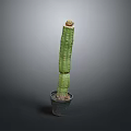 Tall Columnar Green Potted Cactus Plant In Dark Pot On Plain Background