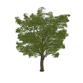 Lush Green Tree With Dense Foliage Strong Trunk And Full Canopy 3d model