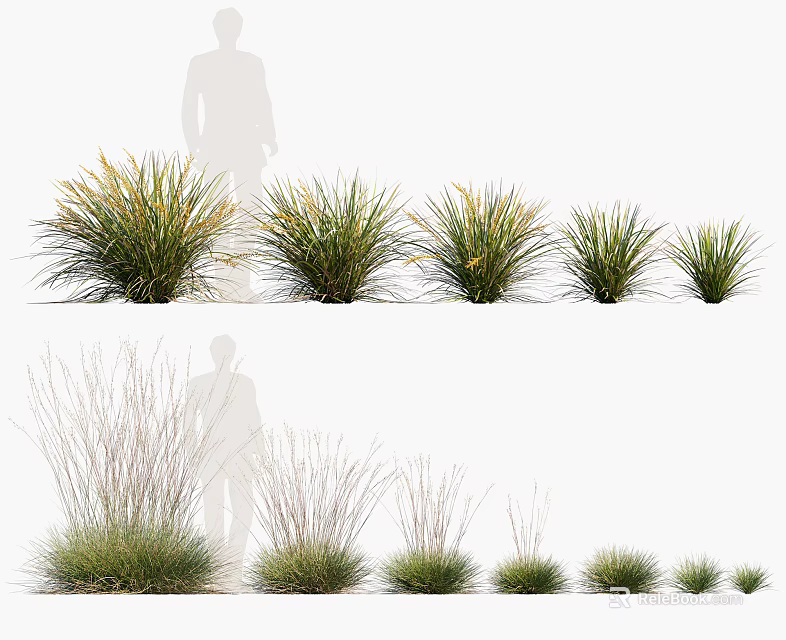 Diverse Ornamental Grasses with Various Heights and Foliage Textures for Garden Landscaping 3d model 