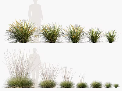 Diverse Ornamental Grasses with Various Heights and Foliage Textures for Garden Landscaping 3d model