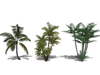 Modern Tree Tropical Landscape Plants 3d model