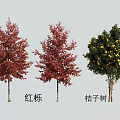 Red Oak Trees with Red Leaves and Orange Tree Bearing Yellow Fruits in Outdoor View