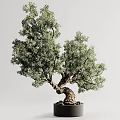 Bonsai Tree With Curved Trunk Lush Foliage And Elegant Shape For Indoor Decorative