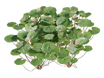 Beautiful Water Lilies With Green Floating Leaves And Pink Blossoms In Pond 3d model
