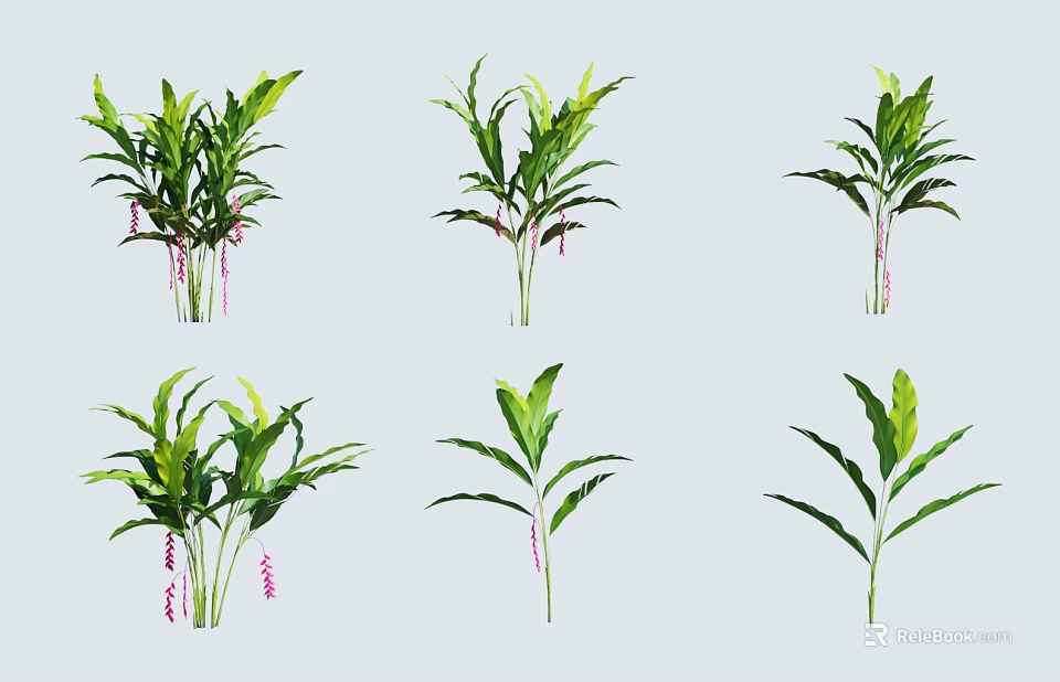 Various Green Leafy Plants With Pink Flowers Displayed On White Background 3d model 
