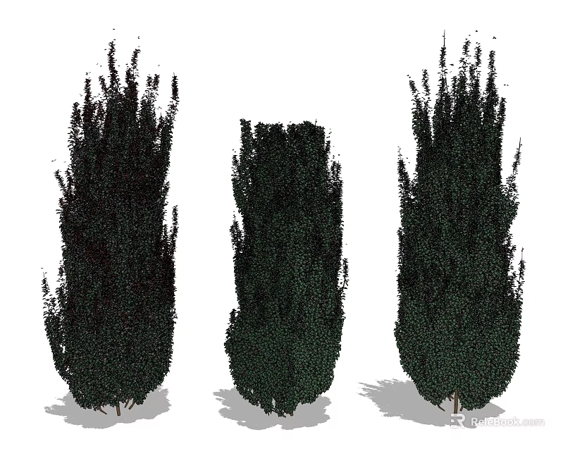 Three Tall Evergreen Shrubs With Dense Foliage And Natural Growth Form 3d model 