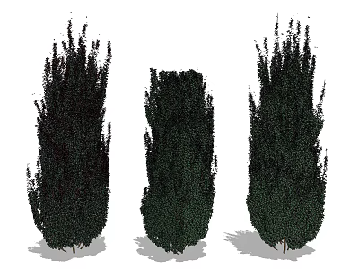 Three Tall Evergreen Shrubs With Dense Foliage And Natural Growth Form 3d model