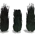 Three Tall Evergreen Shrubs With Dense Foliage And Natural Growth Form