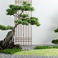 Traditional Garden Courtyard With Pine Tree Rocks Latticed Gate Gravel And Grass