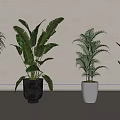 Various Potted Plants With Different Leaf Shapes And Colored Pots On Light Background