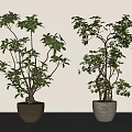 Two Bonsai Plants with Green Leaves and Slender Trunks in Clay Pots on Gray Table