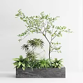 Bonsai Potted Plant with Various Green Plants in Rectangular Gray Planter Against White Background