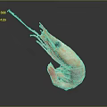Fresh Orange Cooked Shrimp With Curved Body And Long Antennae On Dark Background